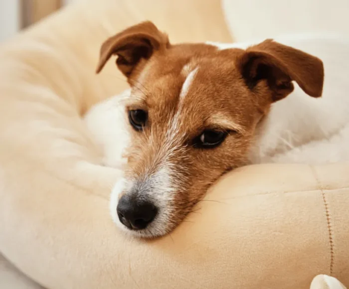 product-thumb-16_optimized Quam Quisque